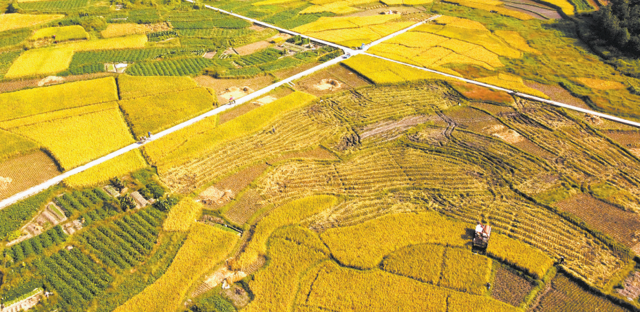 泰顺：山区宜机化改造 探索共富新路径