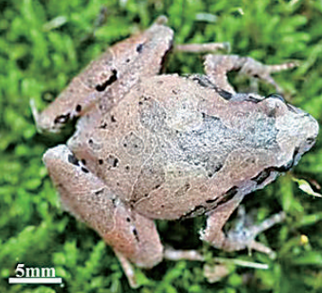 安徽发现蛙类新种