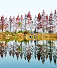 推窗见绿 转角遇景——无界公园：邂逅一抹绿 丰盈一座城