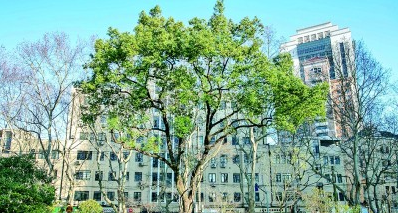 推窗见绿 转角遇景——无界公园：邂逅一抹绿 丰盈一座城