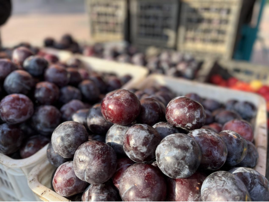 1982年,城关镇,马上乡等乡镇菜农开始在顺河路上零星摆摊售菜,逐渐