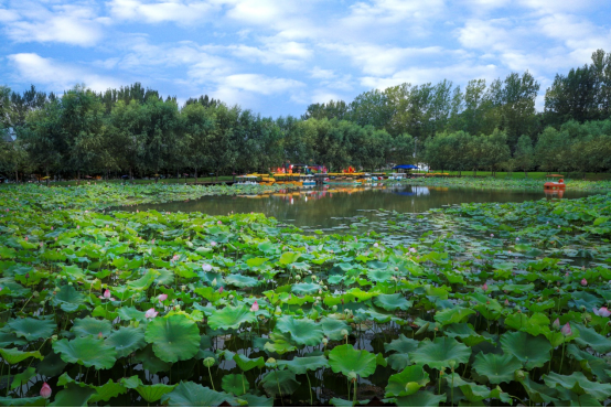 河南安阳市龙安区:发展"一村一品" 助力乡村振兴