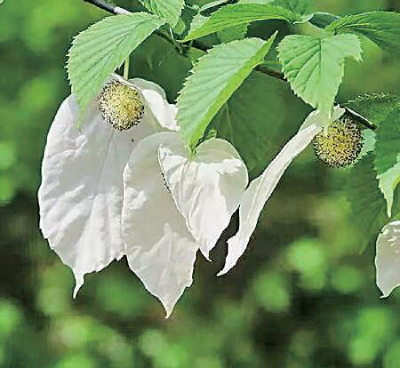 神农架：金丝猴跃枝头闹 珙桐花开古木稠