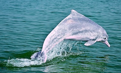 海水更清、海滩更净、湿地更没……