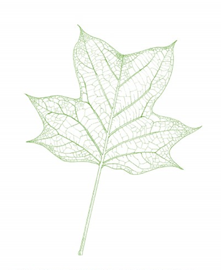 浮生常博物 记得去看花 浮生常博物 记得去看花