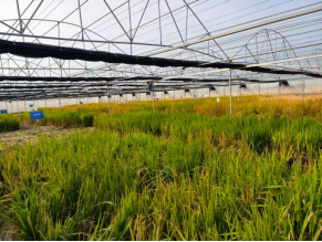 农业生物育种重大专项抗稻飞虱高产水稻新品种观摩座谈会在南京江宁举行