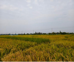 农业生物育种重大专项抗稻飞虱高产水稻新品种观摩座谈会在南京江宁举行