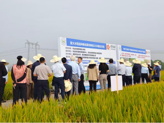 农业生物育种重大专项抗稻飞虱高产水稻新品种观摩座谈会在南京江宁举行
