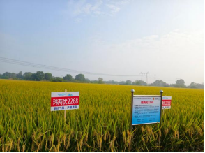 农业生物育种重大专项抗稻飞虱高产水稻新品种观摩座谈会在南京江宁举行