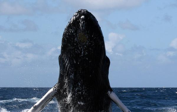 抓拍座头鲸跃海面 张开大口吞下许多食物